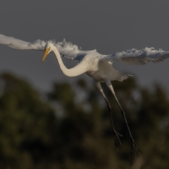 Ardea alba at Menindee, NSW - 5 Apr 2024