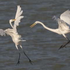 Ardea alba at Menindee, NSW - 5 Apr 2024