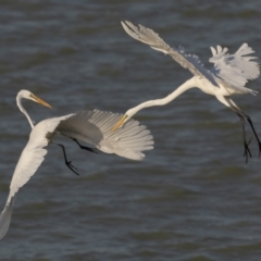 Ardea alba at Menindee, NSW - 5 Apr 2024