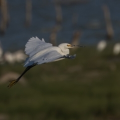 Egretta garzetta (Little Egret) at Menindee, NSW - 5 Apr 2024 by rawshorty