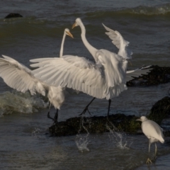 Egretta garzetta at Menindee, NSW - 5 Apr 2024