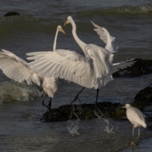 Egretta garzetta at Menindee, NSW - 5 Apr 2024