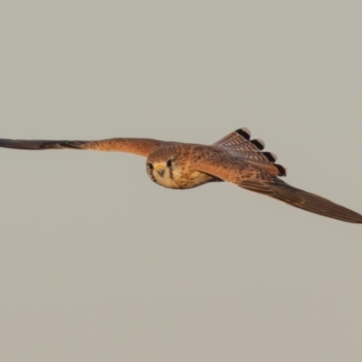 Falco cenchroides (Nankeen Kestrel) at Broken Hill, NSW - 4 Apr 2024 by rawshorty