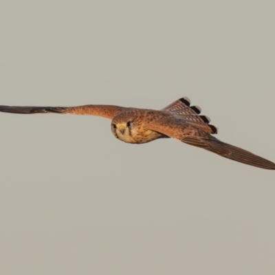 Falco cenchroides (Nankeen Kestrel) at Broken Hill, NSW - 5 Apr 2024 by rawshorty