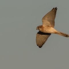 Falco cenchroides at Broken Hill, NSW - 5 Apr 2024