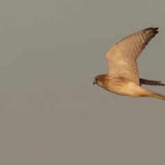 Falco cenchroides at Broken Hill, NSW - 5 Apr 2024