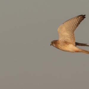 Falco cenchroides at Broken Hill, NSW - 5 Apr 2024 08:11 AM