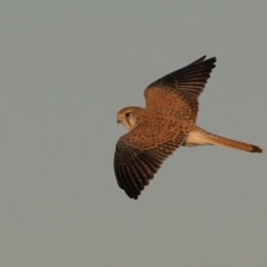 Falco cenchroides at Broken Hill, NSW - 5 Apr 2024