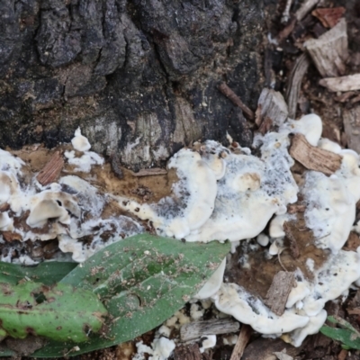 Unidentified Other fungi on wood at Wodonga - 9 Jun 2024 by KylieWaldon