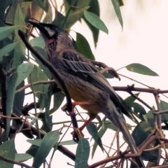 Anthochaera carunculata (Red Wattlebird) at Wodonga, VIC - 9 Jun 2024 by KylieWaldon