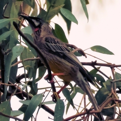 Anthochaera carunculata (Red Wattlebird) at Wodonga - 9 Jun 2024 by KylieWaldon