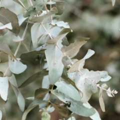 Eucalyptus cinerea subsp. cinerea (Argyle Apple) at Wodonga - 9 Jun 2024 by KylieWaldon