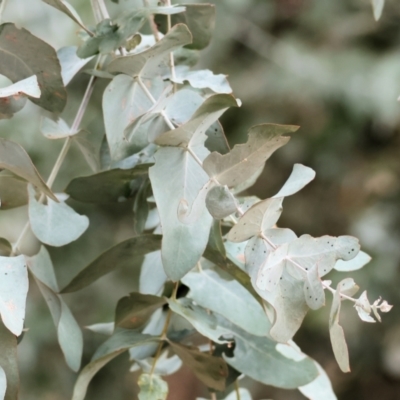 Eucalyptus cinerea subsp. cinerea at Wodonga, VIC - 9 Jun 2024 by KylieWaldon