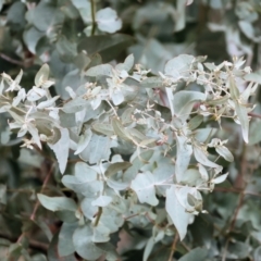 Eucalyptus cinerea subsp. cinerea at Wodonga - 9 Jun 2024 01:20 PM