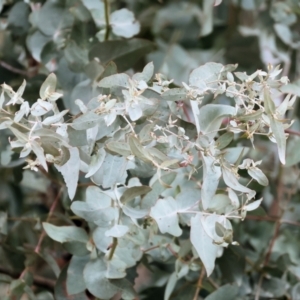 Eucalyptus cinerea subsp. cinerea at Wodonga - 9 Jun 2024