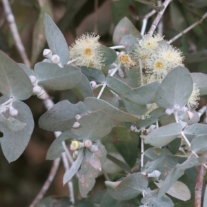 Eucalyptus cinerea subsp. cinerea at Wodonga - 9 Jun 2024