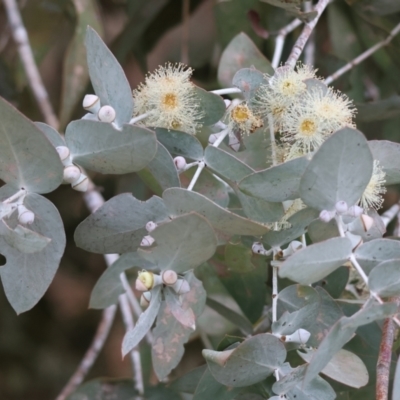 Eucalyptus cinerea subsp. cinerea (Argyle Apple) at Wodonga, VIC - 9 Jun 2024 by KylieWaldon