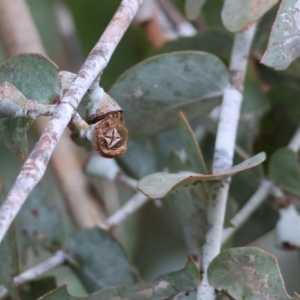 Eucalyptus cinerea subsp. cinerea at Wodonga - 9 Jun 2024