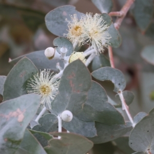 Eucalyptus cinerea subsp. cinerea at Wodonga - 9 Jun 2024 01:22 PM