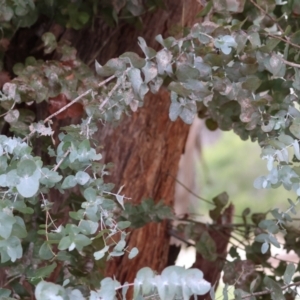 Eucalyptus cinerea subsp. cinerea at Wodonga - 9 Jun 2024