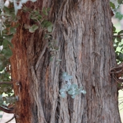 Eucalyptus cinerea subsp. cinerea at Wodonga - 9 Jun 2024