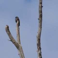 Artamus cyanopterus cyanopterus (Dusky Woodswallow) at Fyshwick, ACT - 9 Jun 2024 by MB