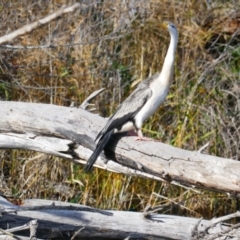 Anhinga novaehollandiae (Australasian Darter) at Jerrabomberra Wetlands - 9 Jun 2024 by MB