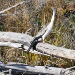 Anhinga novaehollandiae at Jerrabomberra Wetlands - 9 Jun 2024 by MB