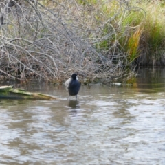 Fulica atra (Eurasian Coot) at Mount Ainslie to Black Mountain - 9 Jun 2024 by MB