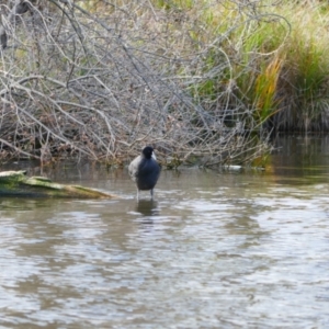 Fulica atra at Mount Ainslie to Black Mountain - 9 Jun 2024