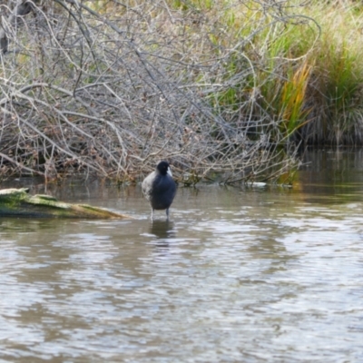 Fulica atra (Eurasian Coot) at Mount Ainslie to Black Mountain - 9 Jun 2024 by MB