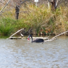 Cygnus atratus (Black Swan) at Campbell, ACT - 9 Jun 2024 by MB