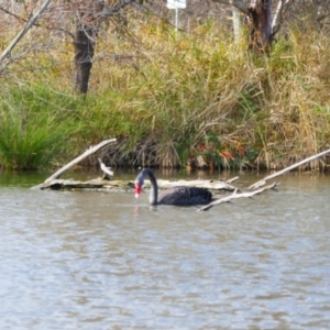 Cygnus atratus at Jerrabomberra Wetlands - 9 Jun 2024