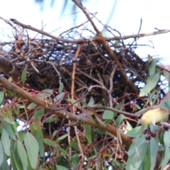 Smicrornis brevirostris (Weebill) at Richardson, ACT - 8 Jun 2024 by MB