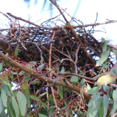 Smicrornis brevirostris (Weebill) at Richardson, ACT - 8 Jun 2024 by MB