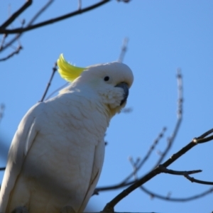 Cacatua galerita at Richardson, ACT - 9 Jun 2024