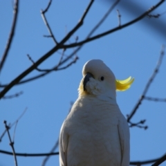 Cacatua galerita at Richardson, ACT - 9 Jun 2024