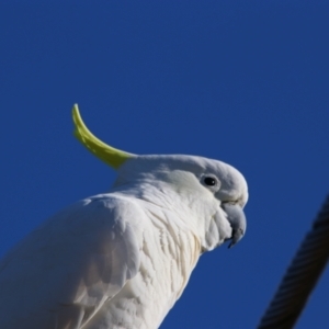 Cacatua galerita at Richardson, ACT - 9 Jun 2024