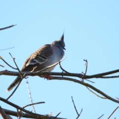 Ocyphaps lophotes (Crested Pigeon) at Richardson, ACT - 9 Jun 2024 by MB
