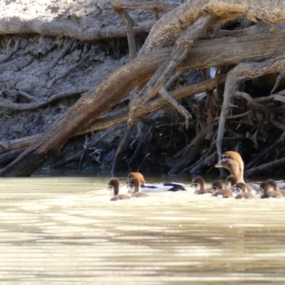 Chenonetta jubata (Australian Wood Duck) at Tilpa, NSW - 31 Aug 2020 by MB