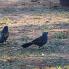 Struthidea cinerea (Apostlebird) at Tilpa, NSW - 30 Aug 2020 by MB