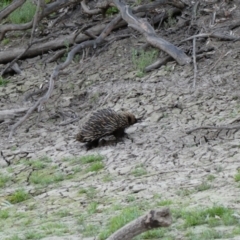 Tachyglossus aculeatus (Short-beaked Echidna) at Tilpa, NSW - 29 Aug 2020 by MB