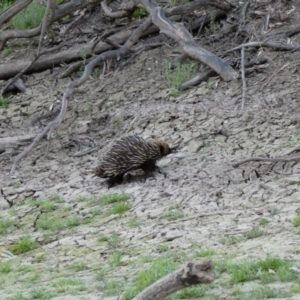 Tachyglossus aculeatus at Tilpa, NSW - 29 Aug 2020