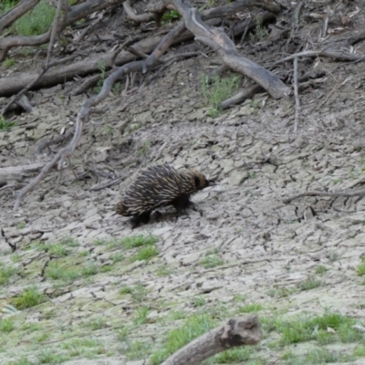 Tachyglossus aculeatus (Short-beaked Echidna) at Tilpa, NSW - 29 Aug 2020 by MB