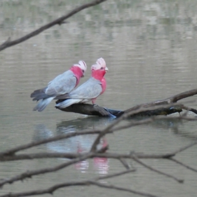 Eolophus roseicapilla (Galah) at Tilpa, NSW - 29 Aug 2020 by MB