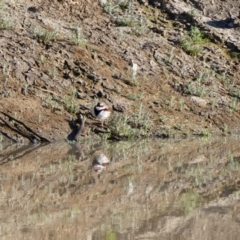 Charadrius melanops (Black-fronted Dotterel) at Louth, NSW - 29 Aug 2020 by MB