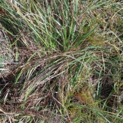 Nassella neesiana (Chilean Needlegrass) at Fadden, ACT - 9 Jun 2024 by CallumBraeRuralProperty