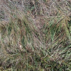 Nassella neesiana at Wanniassa Hill - 9 Jun 2024 11:57 AM