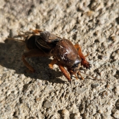 Gryllotalpa sp. (genus) (Mole Cricket) at Braidwood, NSW - 9 Jun 2024 by MatthewFrawley