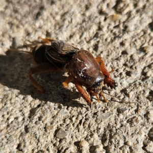 Gryllotalpa sp. (genus) at QPRC LGA - 9 Jun 2024